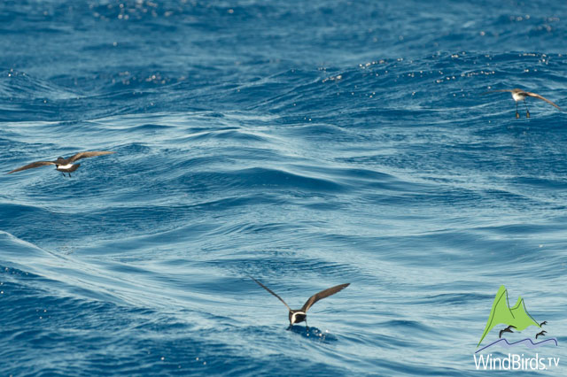 Storm Petrels on the chum slick