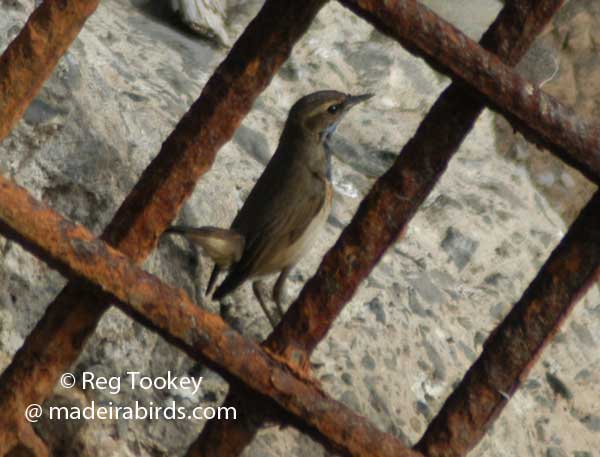 Bluethroat, Madeira, Portugal