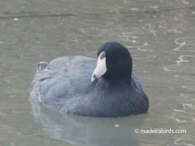 American Coot, Madeira, Portugal