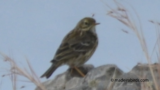 Meadow Pipit in Madeira