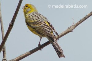 Canary