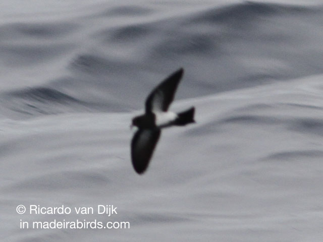 Black Bellied Storm-petrel in Madeira, Portugal