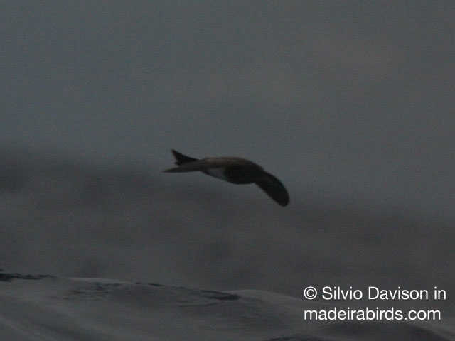 Black Bellied Storm-petrel in Madeira, Portugal