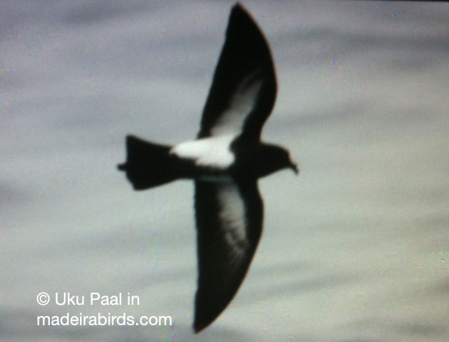Black Bellied Storm-petrel in Madeira, Portugal