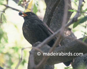 Common blackbird