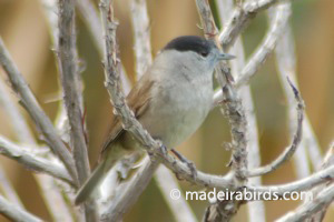 Madeira Firecrest