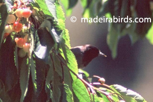 Blackcap - melanistic form