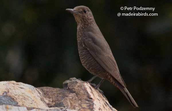 Blue Rock Thrush, Madeira, Portugal