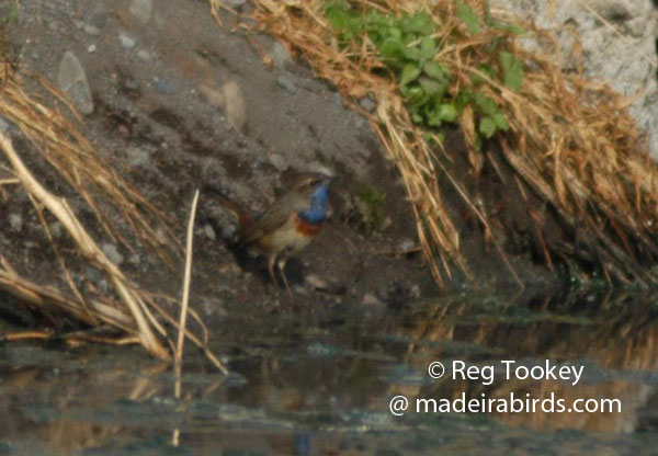 Bluethroat, Madeira, Portugal