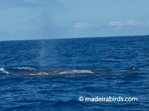 Bryde's whale in Madeira