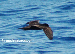 Bulwer's petrel