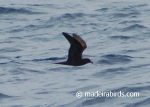 Bulwer's petrel