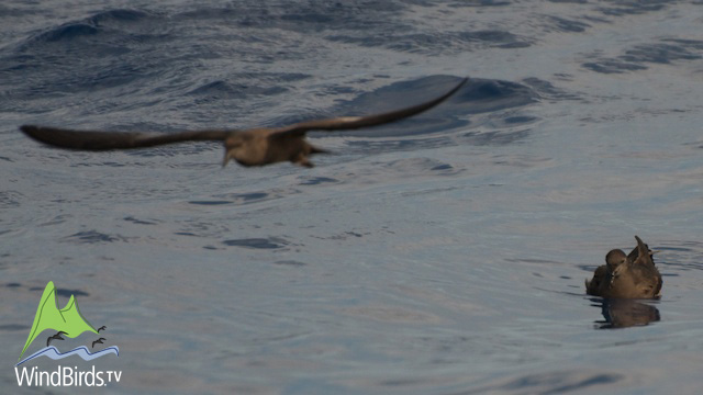 Bulwer's petrel in Madeira Pelagic Expedition