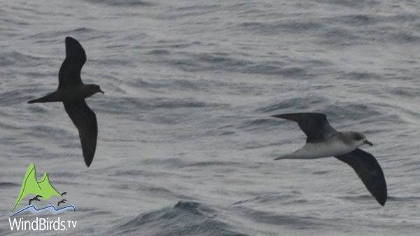 Bulwer's and Zino's Petrel, Madeira