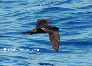 Bulwer's petrel