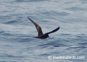 Bulwer's petrel
