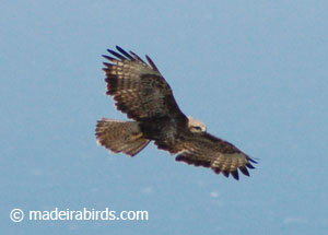 Buzzard