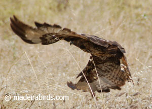 Common buzzard