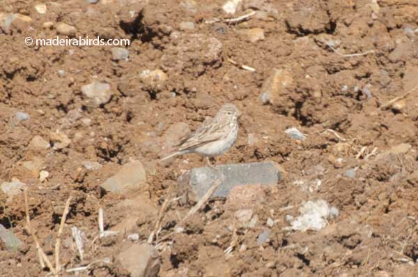 Lesser Short-toed Lark, Madeira, Portugal