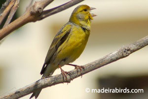 Atlantic Canary