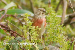 Carduelis cannabina guentheri