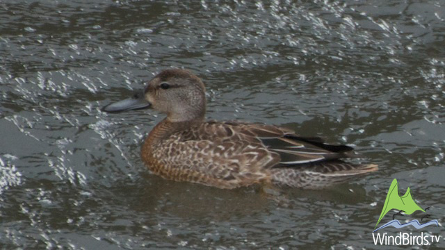 Cinnamon Teal, Faial, Madeira