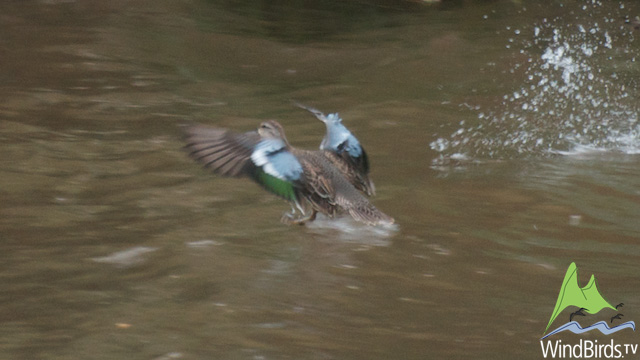 Cinnamon Teal, Faial, Madeira