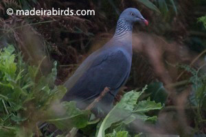 Trocaz Pigeon, Madeira