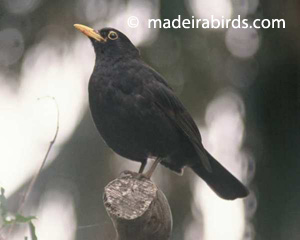 Common blackbird
