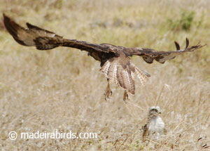 Common buzzard - Madeira subspecies