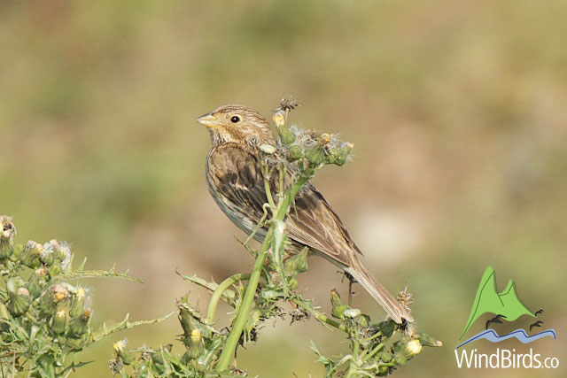 Corn Bunting, Madeira