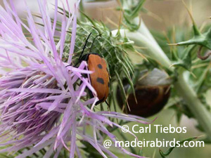 Cardoon and a beetle