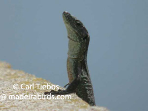 Madeira Wall Lizard
