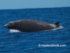 Cuvier's beaked whale