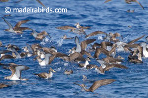 Flock of Cory's shearwaters