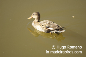 Gadwall