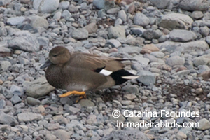 Gadwall