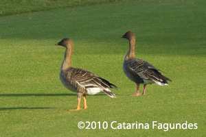 Pink-footed Goose and Bean Goose
