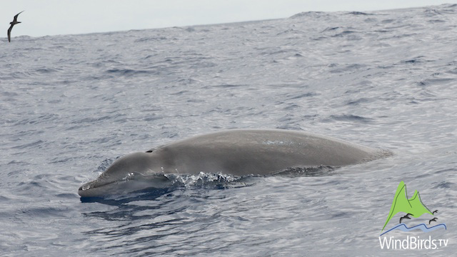 Gervais' beaked whale in Madeira Pelagic Expedition