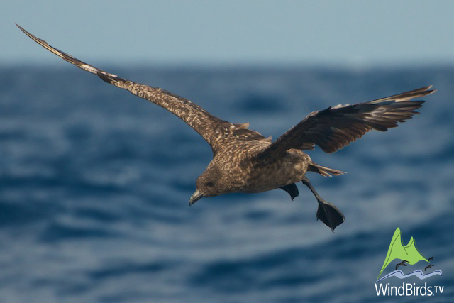 Great Skua in Madeiral