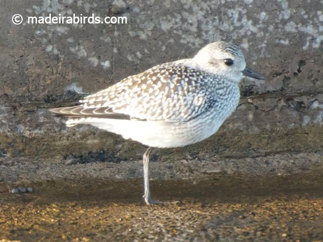  Grey Plover, Madeira, Portugal