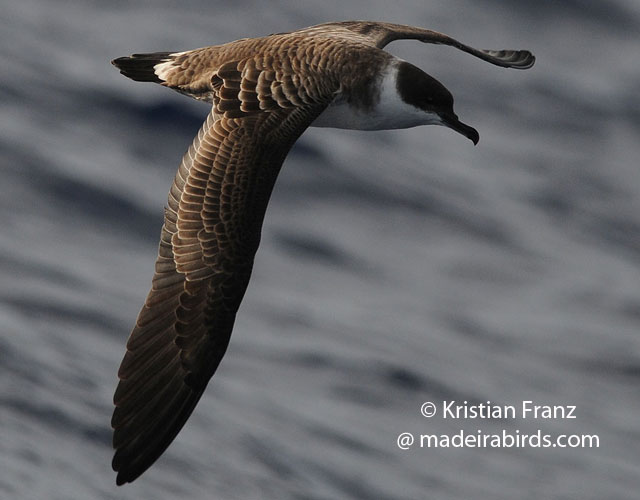 Great Shearwater in Madeira