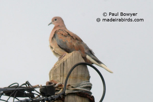 Laughing Dove, Madeira