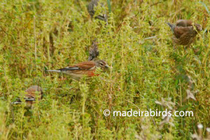 Linnets