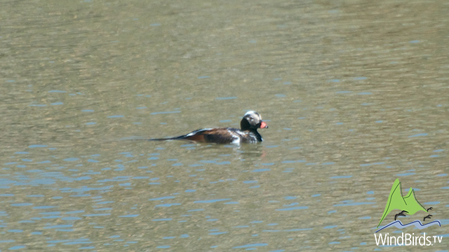 Long Tailed Duck in Madeira