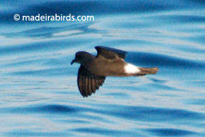 Madeira Storm-petrel