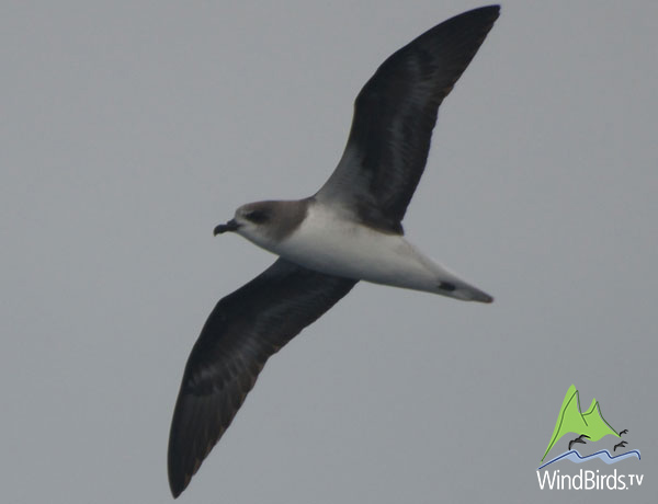 Zino's Petrel, Madeira