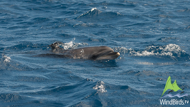 Bottlenose Dolphin, Madeira