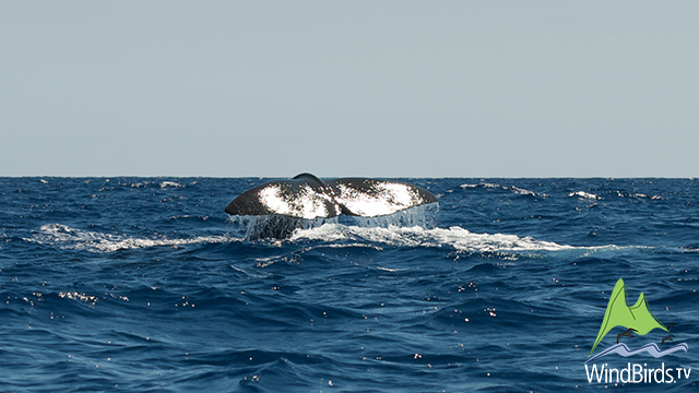 Sperm Whale, Madeira