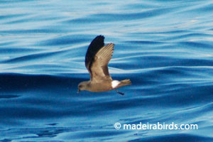 Madeiran Storm-petrel